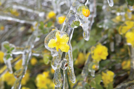 Spring Frost Temperature for Plants Image